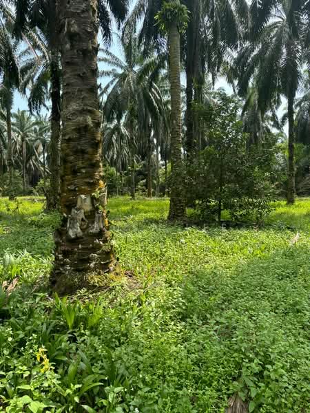 Agricultural Land for Sale in Senai (Johor) - Sausa Lee - Garden - PropertyGuru.com.my