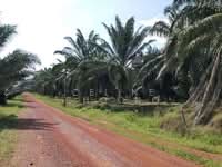 For Rent - segamat , johor, solar land (solar farm)