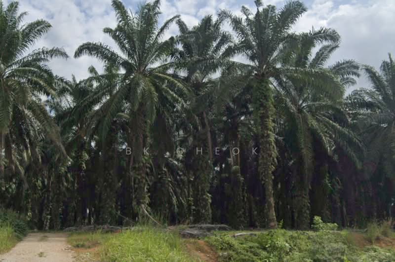 Agricultural Land for Sale in Pekan Nenas (Johor) - BK Cheok - Exterior - PropertyGuru.com.my