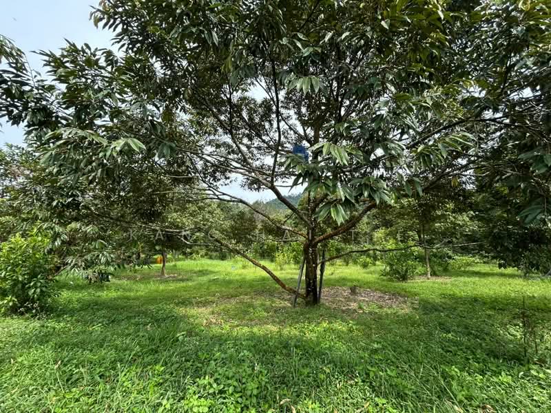 Agricultural Land for Sale in Pedas (Negeri Sembilan) - Kang Hai Tee - Exterior - PropertyGuru.com.my