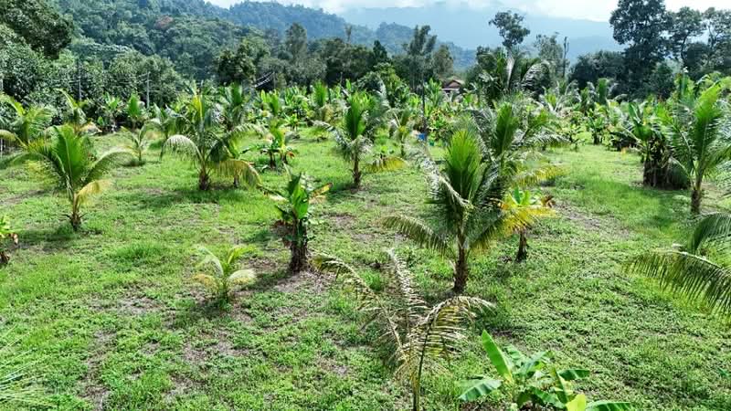 Agricultural Land for Sale in Batang Kali (Selangor) - Iz Hakim - Garden - PropertyGuru.com.my
