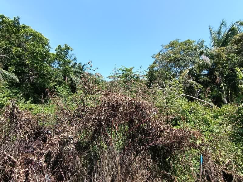 Agricultural Land for Sale in Kampung Sungai Rusa (Balik Pulau) - Moses Chang - Exterior - PropertyGuru.com.my