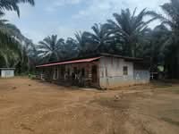 For Sale - Kota Marudu Oil Palm Land 180 Acres Main Road Access