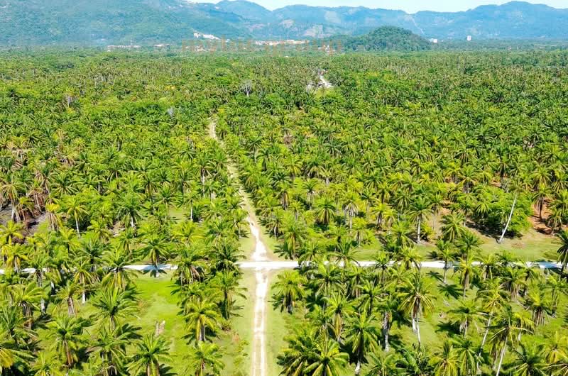 Tanah Pertanian untuk Dijual di Balik Pulau (Penang) - Teh Guan Fong - Exterior - PropertyGuru.com.my