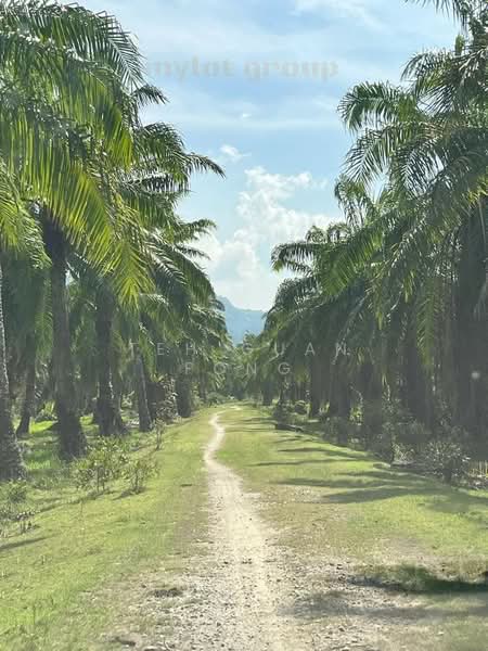 Tanah Pertanian untuk Dijual di Balik Pulau (Penang) - Teh Guan Fong - Exterior - PropertyGuru.com.my