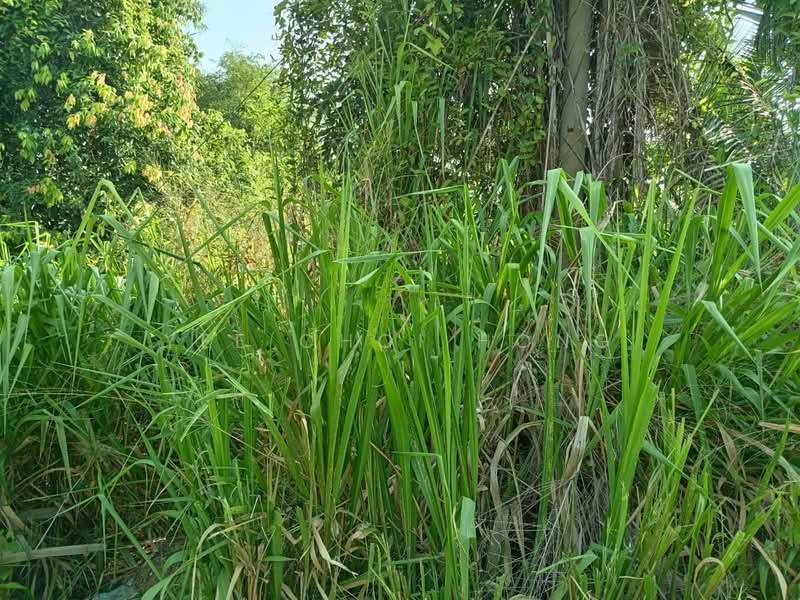 Tanah Pertanian untuk Dijual di Bukit Minyak (Penang) - Yee Choi Hong - Exterior - PropertyGuru.com.my
