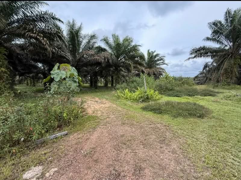 Agricultural Land for Sale in Jemaluang (Johor) - DIDIE FARHAN - Garden - PropertyGuru.com.my
