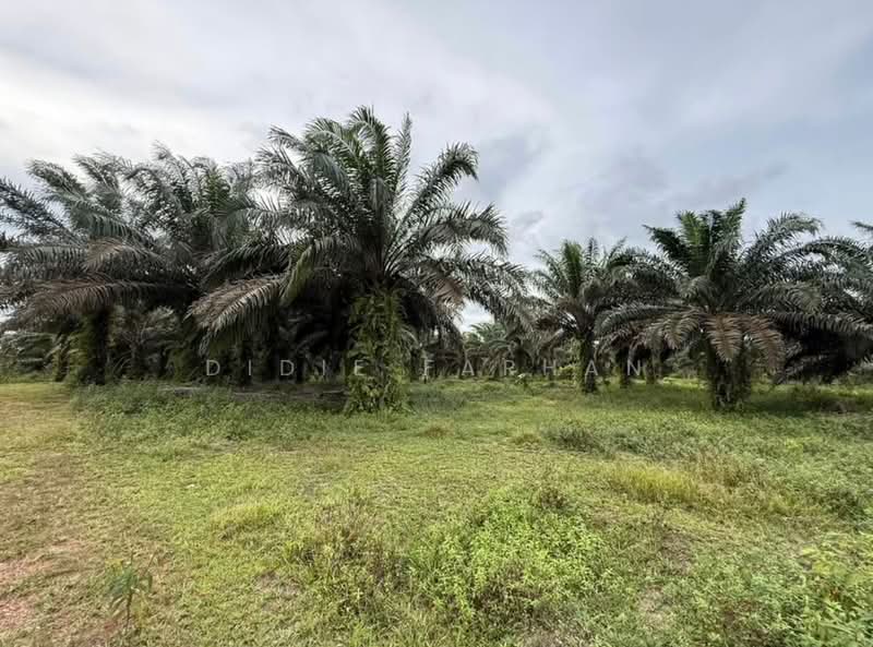 Agricultural Land for Sale in Jemaluang (Johor) - DIDIE FARHAN - Garden - PropertyGuru.com.my