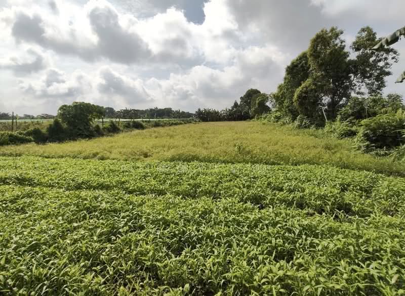 Agricultural Land for Sale in Klang (Selangor) - Peggy Lim - Garden - PropertyGuru.com.my