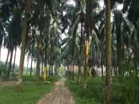 For Sale - Batang Berjuntai