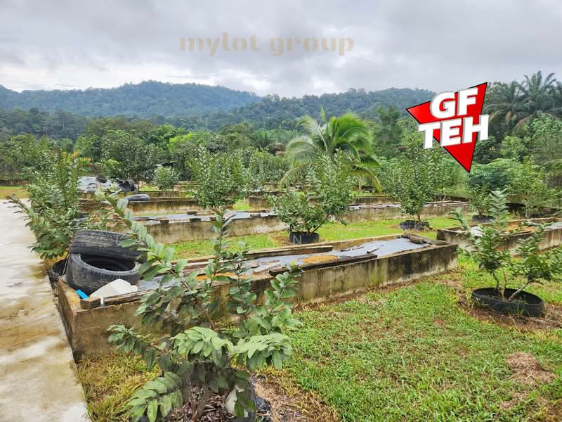 Agricultural Land for Sale in Karangan (Kedah) - Teh Guan Fong - Exterior - PropertyGuru.com.my