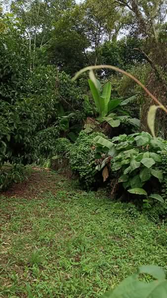 Agricultural Land for Sale in Kajang (Selangor) - Jenny Choong - Garden - PropertyGuru.com.my
