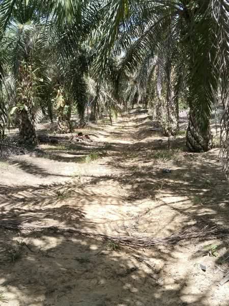 Agricultural Land for Sale in Labis (Johor) - Mohd Faez - Exterior - PropertyGuru.com.my