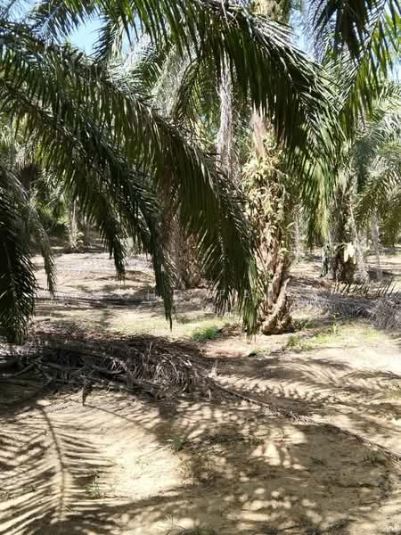 Agricultural Land for Sale in Labis (Johor) - Mohd Faez - Exterior - PropertyGuru.com.my