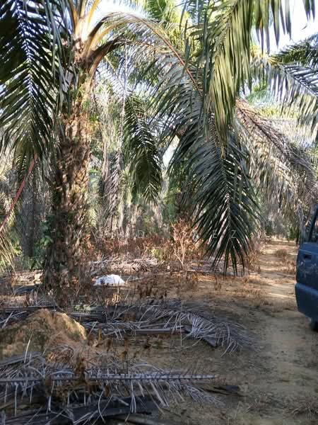 Agricultural Land for Sale in Labis (Johor) - Mohd Faez - Exterior - PropertyGuru.com.my