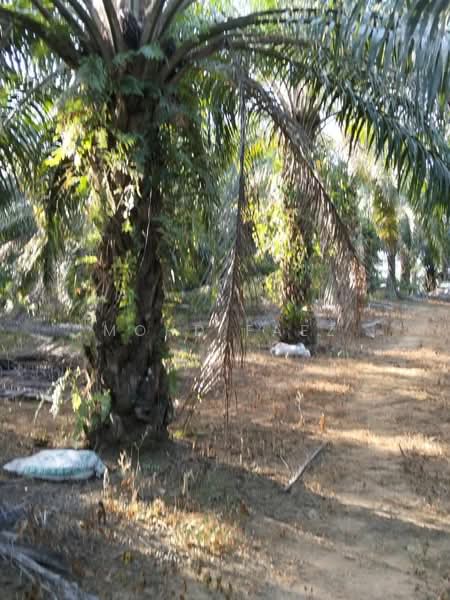 Agricultural Land for Sale in Labis (Johor) - Mohd Faez - Exterior - PropertyGuru.com.my