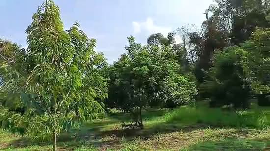 Tanah Pertanian untuk Dijual di Kampung Pasir Putih (Kalumpang) - Winnie Tjeng - PropertyGuru.com.my