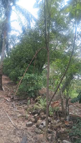Agricultural Land for Sale in Serendah (Selangor) - Pek Wah Ng - Exterior - PropertyGuru.com.my