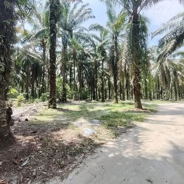 Tanah Pertanian untuk Dijual di Pekan Nanas (Johor) - John Choo - Exterior - PropertyGuru.com.my