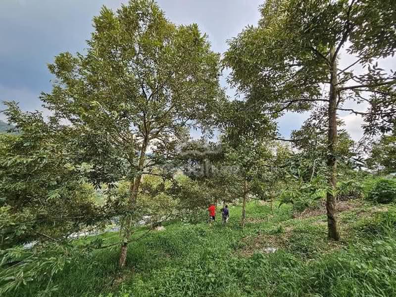 Tanah Pertanian untuk Dijual di Semenyih (Selangor) - Jenny Choong - Garden - PropertyGuru.com.my