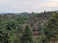 For Sale - Padang Tengku, Pahang