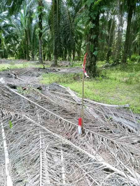 Agricultural Land for Sale in Manjung (Perak) - Azlina Muslim - Exterior - PropertyGuru.com.my
