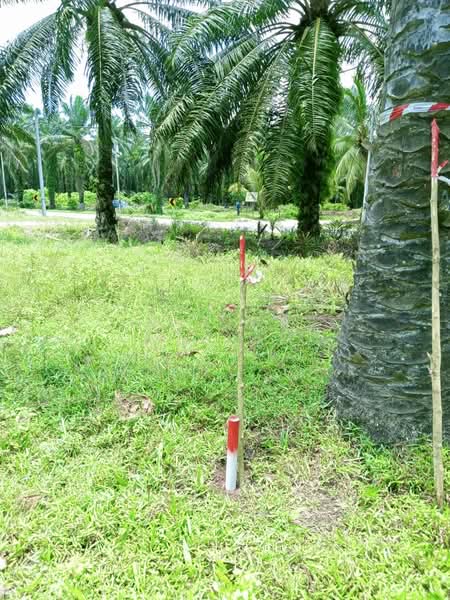 Agricultural Land for Sale in Manjung (Perak) - Azlina Muslim - Exterior - PropertyGuru.com.my