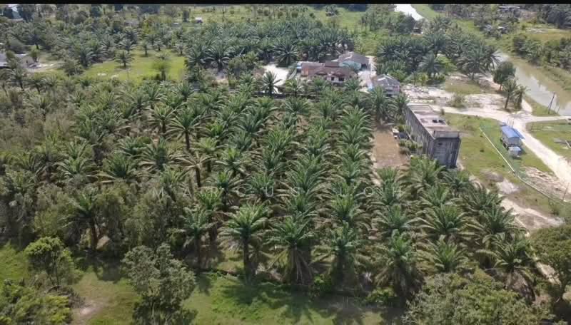 Ulu Tiram Ulus Tirams - 3