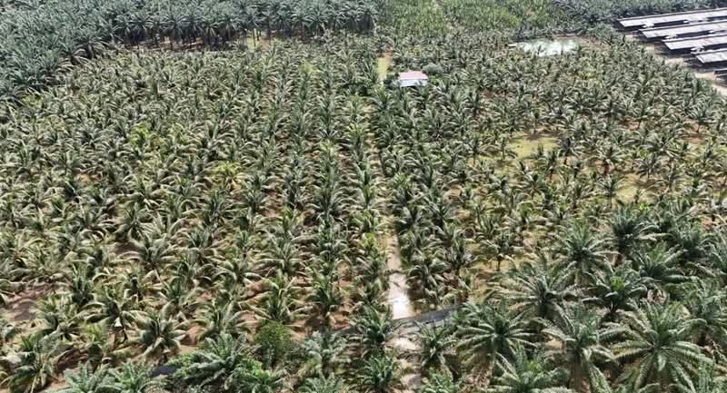 Ulu Tiram Ulus Tirams - 5