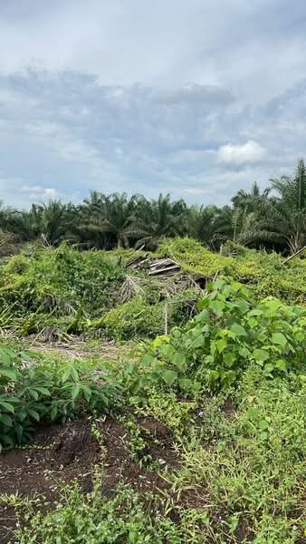 Agricultural Land for Rent in Ayer Baloi (Johor) - Niko Lew - PropertyGuru.com.my