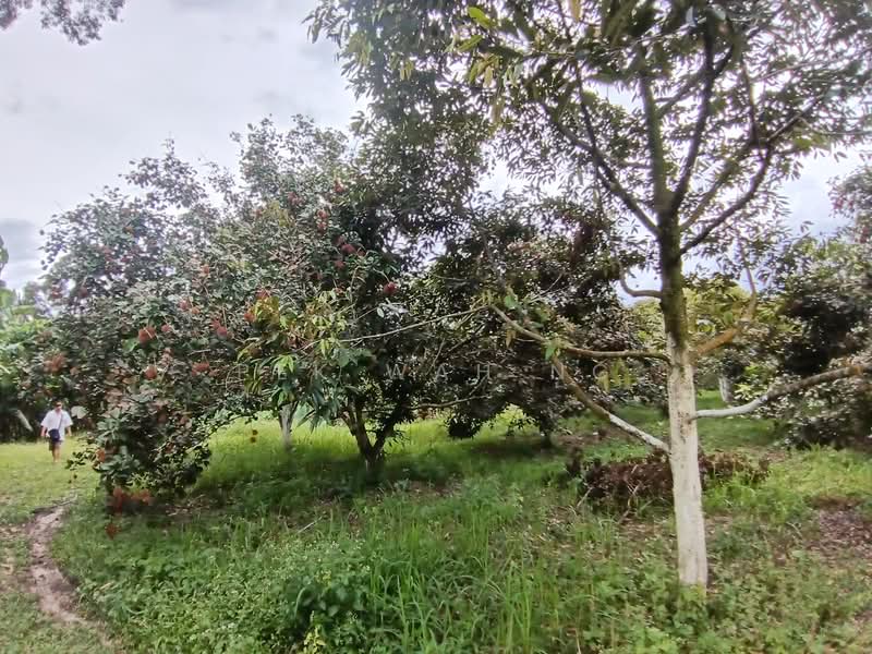 Tanah Pertanian untuk Dijual di Kalumpang (Selangor) - Pek Wah Ng - Exterior - PropertyGuru.com.my