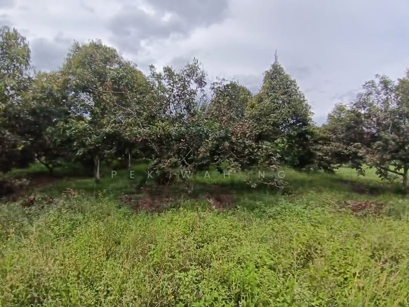 Tanah Pertanian untuk Dijual di Kalumpang (Selangor) - Pek Wah Ng - Garden - PropertyGuru.com.my