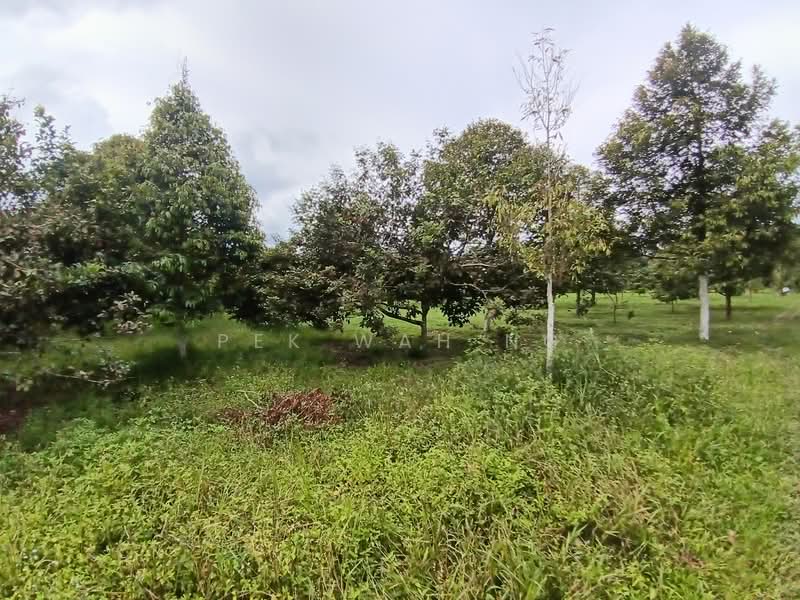 Tanah Pertanian untuk Dijual di Kalumpang (Selangor) - Pek Wah Ng - Garden - PropertyGuru.com.my