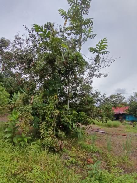 Tanah Pertanian untuk Dijual di Kalumpang (Selangor) - Pek Wah Ng - Exterior - PropertyGuru.com.my