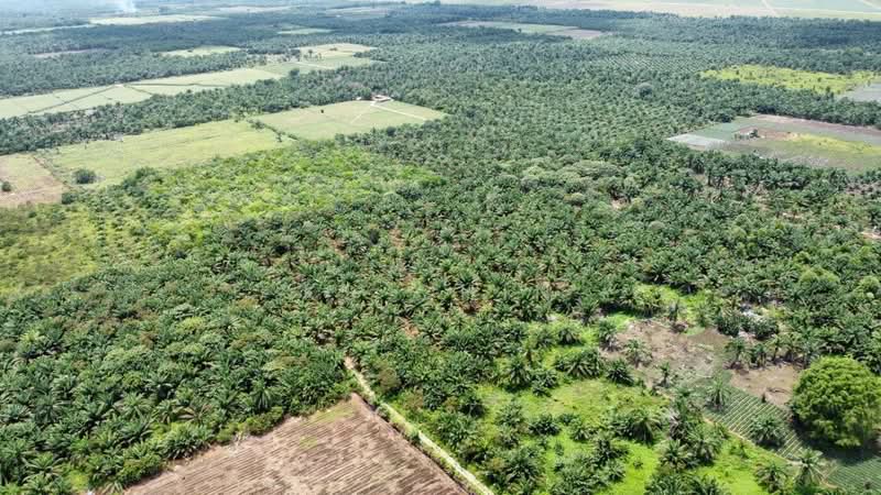 Agricultural Land for Sale in Pontian (Johor) - KS Chin - Exterior - PropertyGuru.com.my