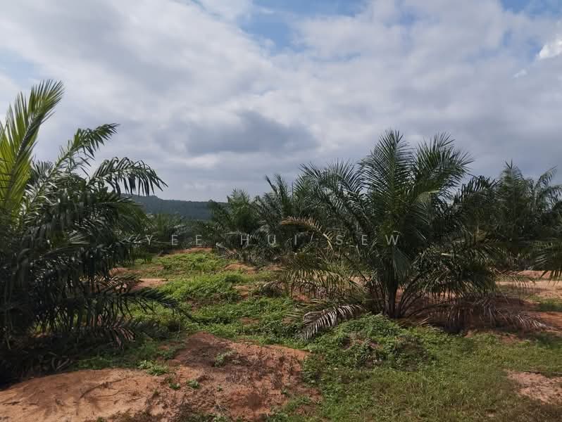 Tanah Pertanian untuk Dijual di Jasin (Melaka) - Yee Hui Sew - PropertyGuru.com.my