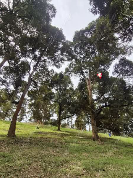 Tanah Pertanian untuk Dijual di Taiping (Perak) - Teh Guan Fong - Garden - PropertyGuru.com.my