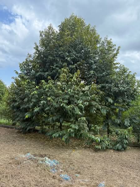 Tanah Pertanian untuk Dijual di Kota Tinggi (Johor) - John Choo - Exterior - PropertyGuru.com.my