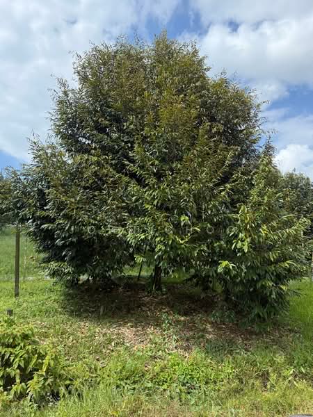 Tanah Pertanian untuk Dijual di Kota Tinggi (Johor) - John Choo - Garden - PropertyGuru.com.my