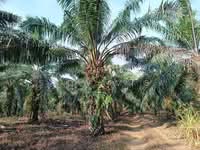 For Sale - Beside mainroad 6 Acre Land At Tangkak,Johor