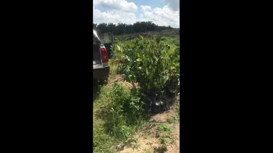 Tanah Pertanian untuk Dijual di Kluang (Johor) - Sin Yie - PropertyGuru.com.my