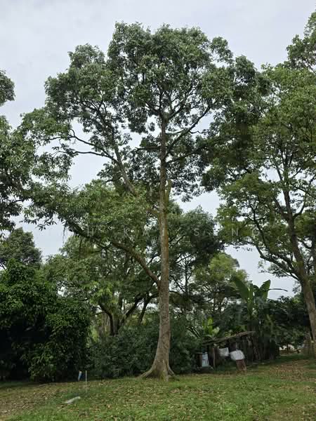 Agricultural Land for Sale in Kampung Sri Parit (Lukut) - Toh Kai Seng - Exterior - PropertyGuru.com.my