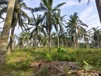 For Sale - Kuala Sawah