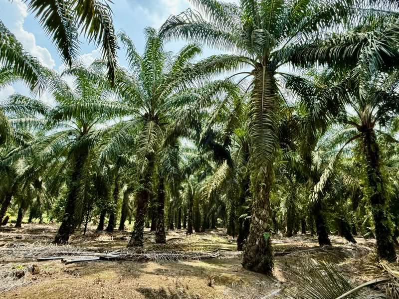 Agricultural Land for Sale in Pontian (Johor) - Janlly Jong - Exterior - PropertyGuru.com.my