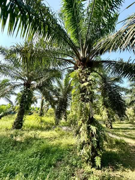 Agricultural Land for Sale in Pontian (Johor) - Janlly Jong - Garden - PropertyGuru.com.my