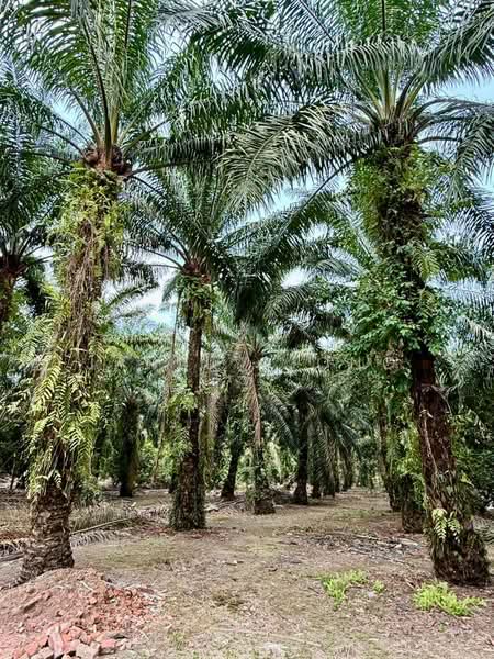 Agricultural Land for Sale in Pontian (Johor) - Janlly Jong - Exterior - PropertyGuru.com.my