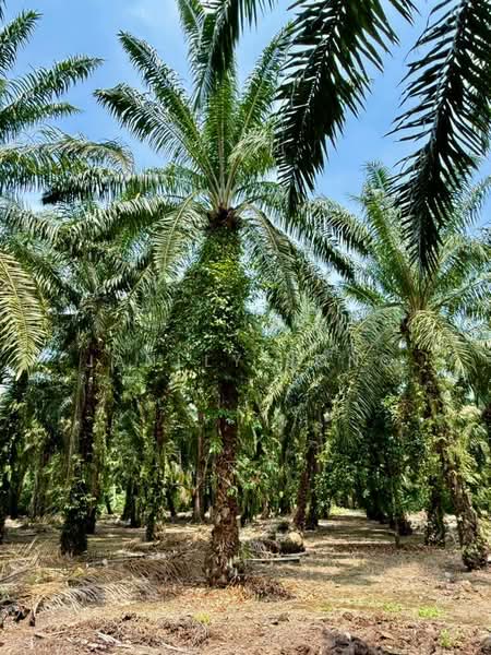 Agricultural Land for Sale in Pontian (Johor) - Janlly Jong - Exterior - PropertyGuru.com.my