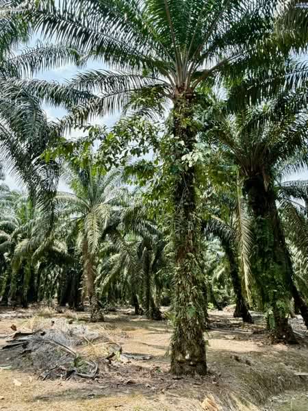 Agricultural Land for Sale in Parit Jawa Kayu Ara Pasong (Pontian) - Fion Lim - PropertyGuru.com.my