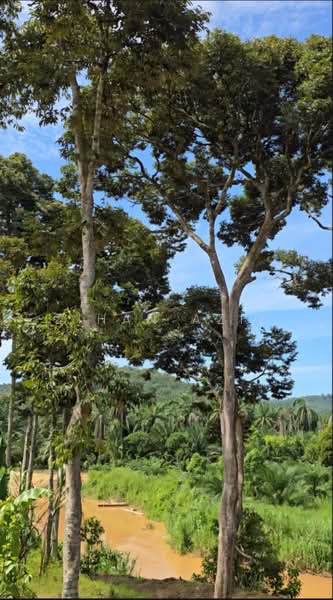 Agricultural Land for Sale in Batu Kurau (Perak) - Zihan Aziz - Exterior - PropertyGuru.com.my