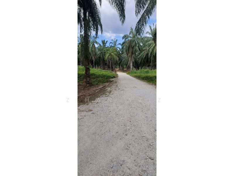 Agricultural Land for Sale in Batu Kurau (Perak) - Zihan Aziz - Exterior - PropertyGuru.com.my